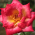 Giallo - rosso - Rose Grandiflora - Floribunda - Dick Clark